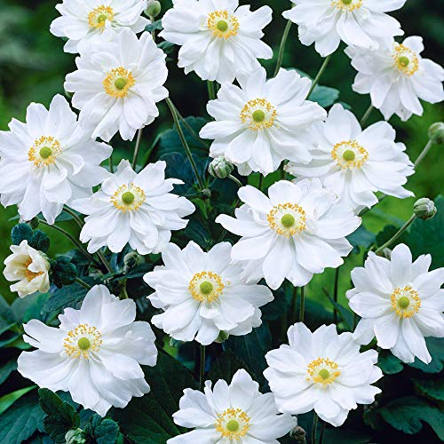 Anémone Tourbillon Anémone Vivace à Fleurs Blanches Plante Extérieure Herbacée