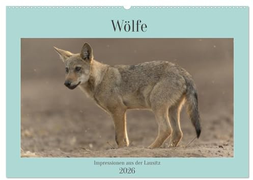 Wölfe, Impressionen aus der Lausitz (Wandkalender 2026 DIN A2 quer), CALVENDO Monatskalender: Ein kleines Portfolio meiner schönsten Bilder von ... der wunderschönen Lausitz. (CALVENDO Tiere)
