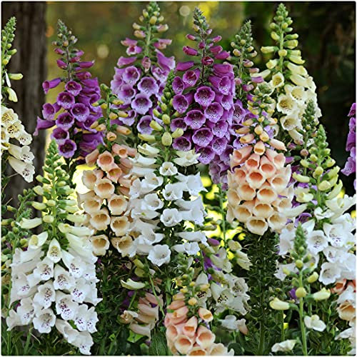 Foxglove Digitalis Purpurea 'Dalmatian Mix' x 6 Jumbo Plug Plants