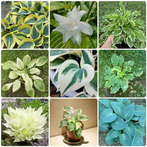 300 pcs funkien pflanze winterhart samen - Hosta plantaginea - wildblumen, winterharte stauden funkien samen blumen samen mehrjährige, kübelpflanzen blumenbeet, steingartenpflanzen