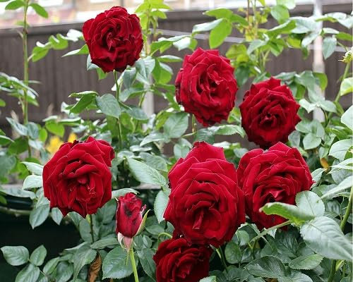 80 Stück rote Rosenblütensamen