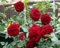 80 Stück rote Rosenblütensamen