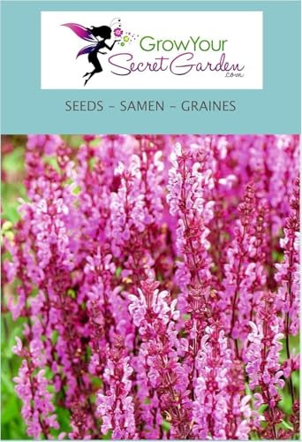 Sauge - Salvia nemorosa Rosa 30 Graines - vivace