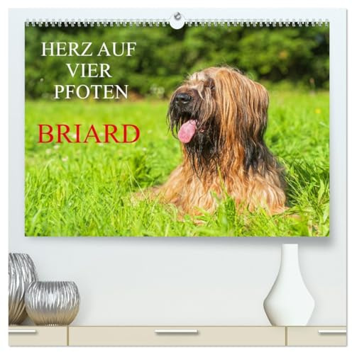 Herz auf vier Pfoten - Briard (hochwertiger Premium Wandkalender 2026 DIN A2 quer), Kunstdruck in Hochglanz: Auf 13 traumhaft schönen Fotos zeigt die ... diese schöne Hunderasse (CALVENDO Tiere)