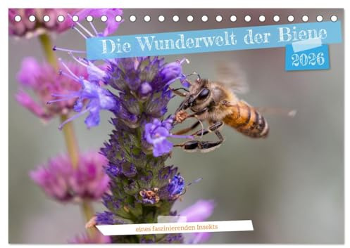 Die Wunderwelt der Biene (Tischkalender 2026 DIN A5 quer), CALVENDO Monatskalender: Makrofotografien von Bienen beim Blütenbesuch (CALVENDO Tiere)