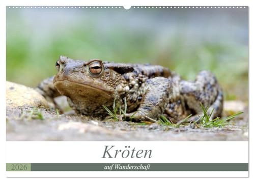 Kröten auf Wanderschaft (Wandkalender 2026 DIN A2 quer), CALVENDO Monatskalender: Kröten unterwegs zu den Laichplätzen (CALVENDO Tiere)