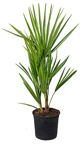 Chamaerops Humilis – Palma nana europea – Palma – Pianta rustica - ⌀15 cm - 50-60 cm