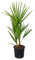 Chamaerops Humilis – Palma nana europea – Palma – Pianta rustica - ⌀15 cm - 50-60 cm