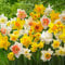 Budget flower collection duftende Narzissen 50 Zwiebeln Kollektion, mehrjährig und winterhart, Blumenzwiebeln Mix aus Holland für Garten und Topf (kein Samen, nicht künstlich)