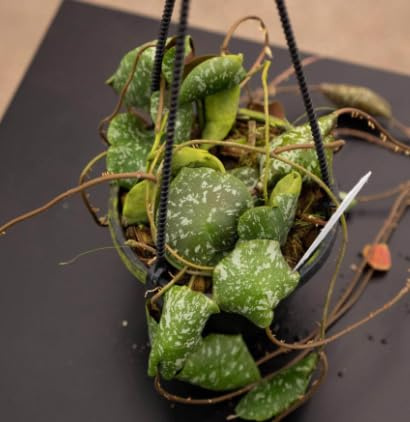 VIVAIO GARDEN FOREST Hoya Imbricata Fiore di Cera Vaso 15 cm | Pianta Grassa Tropicale, Da Interno, Rampicante Ornamentale, Foglie Decorative
