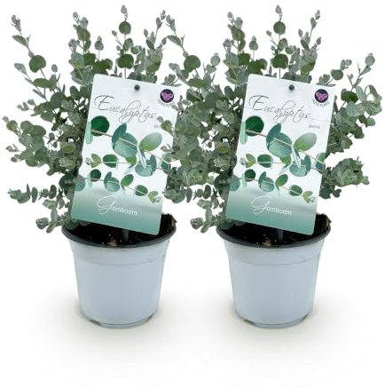 Eukalyptusbaum Eucalyptus gunnii – 2 Pflanzen – Winterhart – Topf Ø14 cm, Höhe ca. 30 cm – Duftende Terrassenpflanze – Blaugrüne Blätter – Für Garten, Balkon & Terrasse