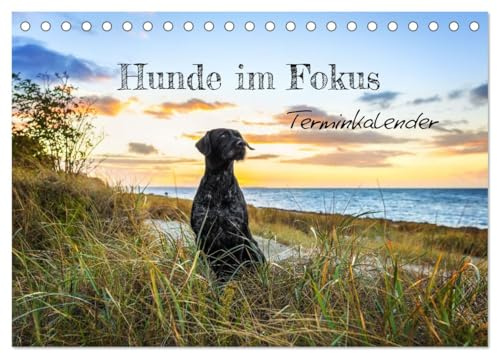 Hunde im Fokus (Tischkalender 2026 DIN A5 quer), CALVENDO Monatskalender: Die Vielfalt der Hunde(rassen) im Fokus. (CALVENDO Tiere)
