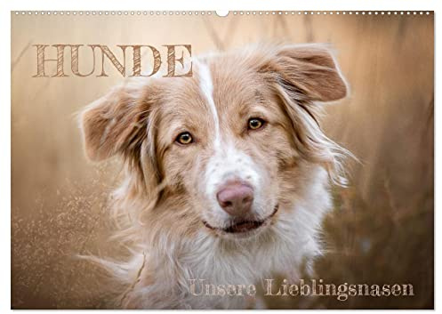 Hunde - Unsere Lieblingsnasen (Wandkalender 2026 DIN A2 quer), CALVENDO Monatskalender: 13 ausdrucksstarke Hundebilder von Tierfotograf Andreas Kossmann. (CALVENDO Tiere)