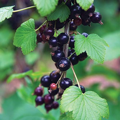 Thompson & Morgan Blackcurrant Hardy Garden Plants, Easy to Grow Fruit Bush, Ideal for Gardens & Allotments, Edible Fruit in Summer, 1 or 3 x Blackcurrant (Ribes) Ben Connan Bare Root Plants