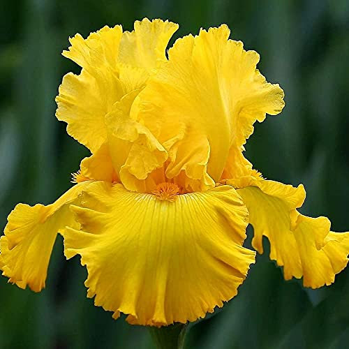 FStening 4 Pezzi Cimelio Di Famiglia Bulbi Di Iris Per Il Giardino All'aperto Che Pianta Fiori Gialli Perenni Con Petali Grandi Ha Un Valore Ornamentale