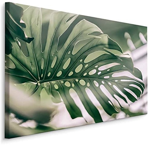 Muralo Leinwandbilder 70x50 Natur Pflanzen Blätter Monstera Grün Exotisch Canvas Wandbild Kunstdruck Schlafzimmer Wohnzimmer Wanddekoration Design XXL Br. 70 cm x Hö. 50 cm Br. 70 cm x Hö. 50 cm
