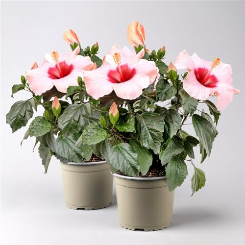 Hibiskus HibisQs® 'Adonicus Rosa' rosa, Topf-Ø 13 cm, 2 Pflanzen