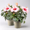 Hibiskus HibisQs® 'Adonicus Rosa' rosa, Topf-Ø 13 cm, 2 Pflanzen