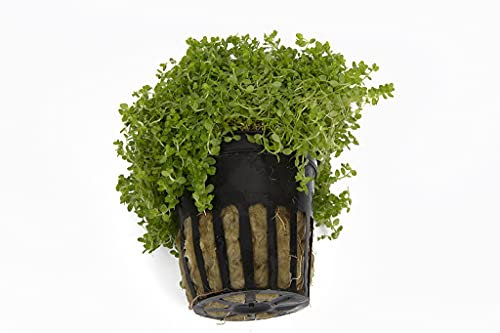 Lincolnshire Pond Plants Ltd Live Plants Tropical Aquatic Plants - Potted - Ceramic - Loose - Kits (Potted, Hemianthus Callitrichoides)