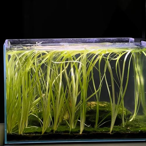 100 piezas semillas de plantas acuáticas (plantas de estanque) jardín decorativo las plantas de estanque son resistentes jardín de plantas mini estanque de plantas acuáticas balcón