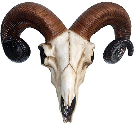 Nemesis Now Widder-Totenkopf-Wandschild, mittelgroß, 32,5 cm, Elfenbeinfarben, Kunstharz, Einheitsgröße