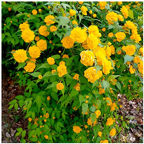 Kerria Japonica 'Pleniflora' / Bachelor's Buttons Plant in 2L Pot, Double Yellow Flowers 3fatpigs®