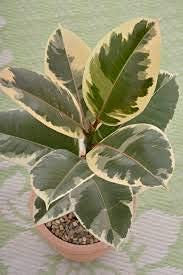Planta de interior – Planta de goma abigarrada – Ficus Robusta Tineke – Olla de 13 cm
