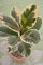 Planta de interior – Planta de goma abigarrada – Ficus Robusta Tineke – Olla de 13 cm