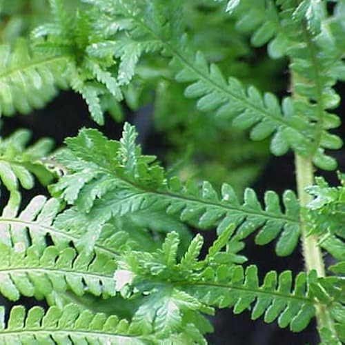 6x Kamm Wurmfarn - Dryopteris cristata - Topf 9x9cm