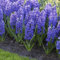 Hyazinthe blau, vorgetrieben, Topf-Ø 12 cm, 6 Pflanzen
