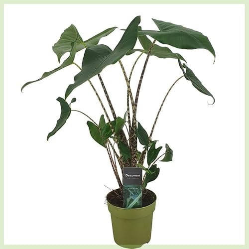 Alocasia Zebrina 'Siberian Tiger' – Exotische Elefantenohr Zimmerpflanze (ca. 80 cm) | Tropische Grünpflanze mit auffälligem Zebramuster | Luftreinigend & dekorativ für Zuhause & Büro