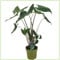 Alocasia Zebrina 'Siberian Tiger' – Exotische Elefantenohr Zimmerpflanze (ca. 80 cm) | Tropische Grünpflanze mit auffälligem Zebramuster | Luftreinigend & dekorativ für Zuhause & Büro