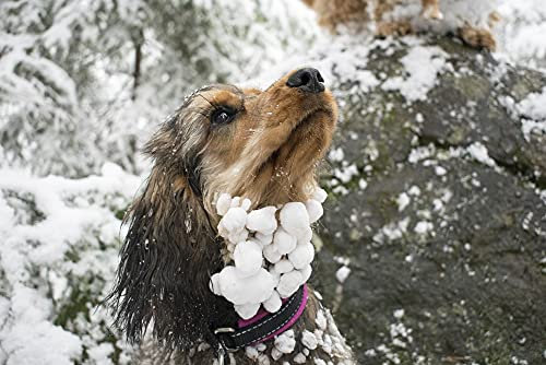 HANSEPUZZLE 42699 - Hund Puzzle 2000 Teile | Tierwelt Puzzle mit hochwertiger Puzzle Aufbewahrung: Kartonbox und Wieder verschließbarem Beutel | Puzzle-Maße: 90 x 60 cm