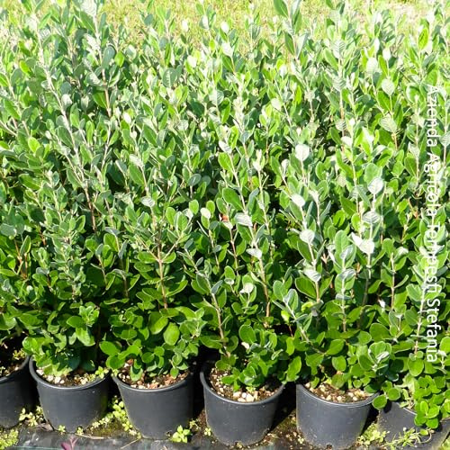 Feijoa sellowana, 24 piante con altezza 40/60 cm, vaso Ø16 cm