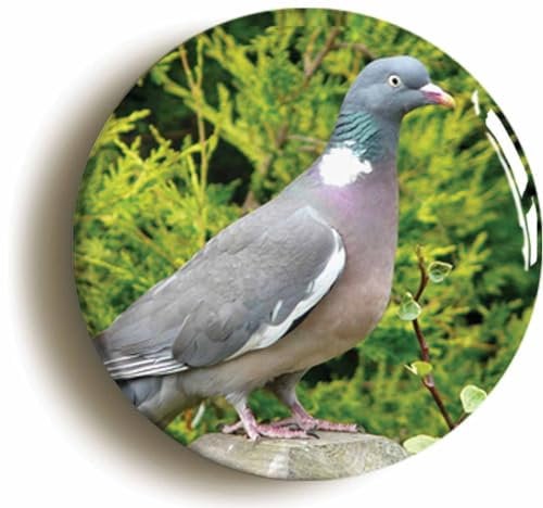 Wood Pigeon Fridge Magnet (Circular 2inch / 50mm Diameter)