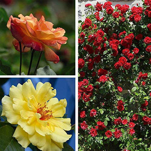 Rose Climbing Collection 3 Bare Roots (Rosa) by Thompson and Morgan