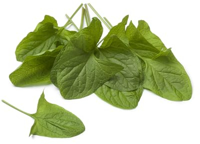 JustSeed Good King Henry Seeds, 150 Seeds