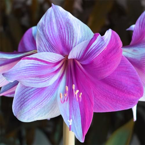 Amaryllis-Zwiebeln, winterharte Staude/im Topf/aufrecht/schöne Blüten/wächst gut in Töpfen