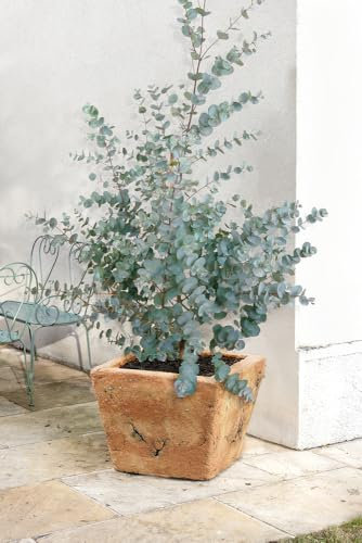 Eucalyptus 'Gunnii' - Ready to Plant -30-60cm- Aromatic Foliage - Evergreen Shrub -Silver Leaves