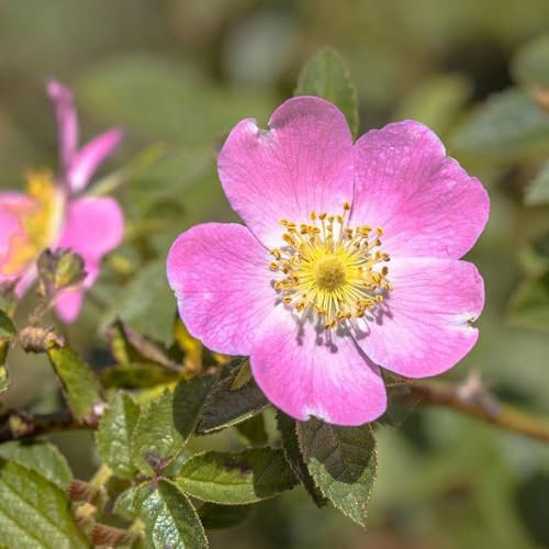 Semi di piante di rosa canina, rosa canina, semi di fiori amichevoli per le, regalo da giardino (rosa canina) semi di fiori recisi, semi di piante d'appartamento semi di