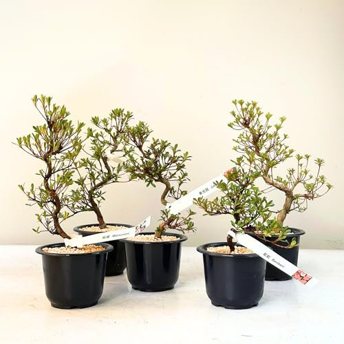 Satsuki Azalee Bonsai – 1x Japanischer Outdoor Bonsai Baum – Perfekter Anfänger- Winterhart – 12 cm Topf – Pflegeleichter Blütenbonsai – Blüht in Wunderschönen Farben (Sakurakomachi)