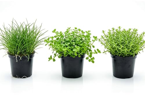 Kit 3 Piante Vere Acquario Effetto Prato e Sfondo Ideale per Principianti | Set Piante Vive per Qualsiasi Acquario d'Acqua Dolce e Aquascaping: Lilaeopsis, Micranthemum e Hemianthus Micranthemoides