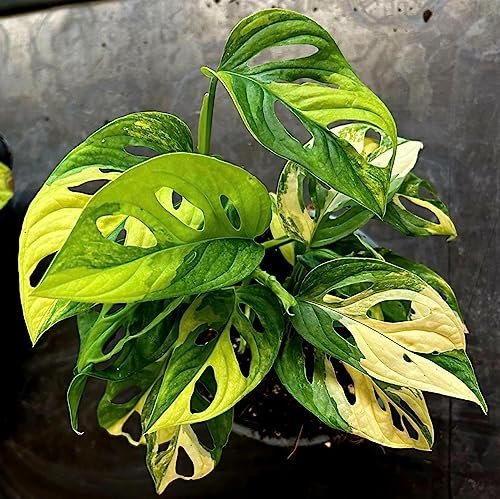 POWERS TO FLOWERS - MONSTERA ADANSONII VARIEGATA AUREA, PHYLODENDRON MONKEI MASCH, VASO 14CM DIAMETRO, pianta vera