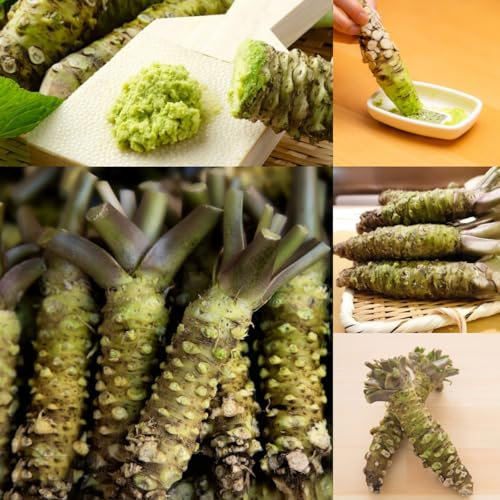 200 pcs Wasabi Samen Bio, gartenpflanzen winterhart mehrjährig Wasabi Pflanze, Eutrema Wasabi, gewürzgarten gemüsesamen alte sorten kräuterbeet für die küche, pflanzensamen gemüsesamen