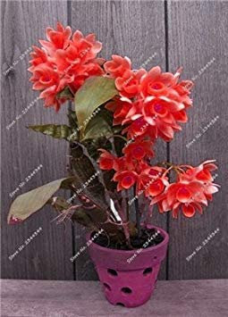 SEMI -! Nano Dendrobium Fiore Halbseltene Orchidee mit Zierminiatur Albero di Crescita Naturale, 10 Stück 2