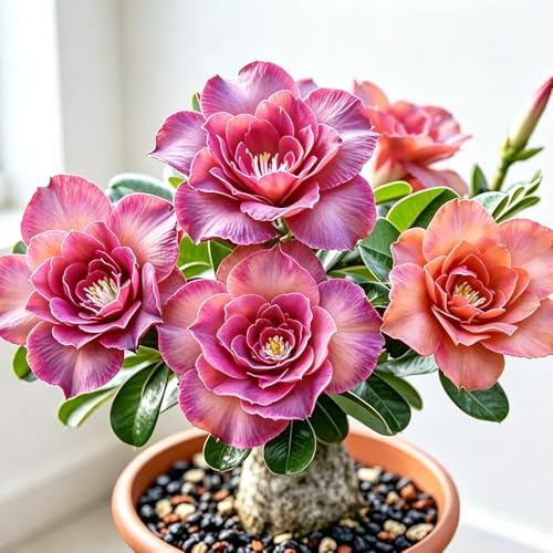 Adenium obesum - Rosa del deserto/Bulbi balcone rampicante balcone 6Rhizome