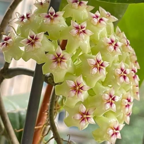 Hoya - resistentes de oficina balcón decoración jardín balcón de jardín interior resistentes 5planta