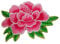 2pcs Flower Iron on Patches Peony with White Trimming Decorative Embroidered Fabric Applique for Jewellery Making Outfit Bag Garment Embellishment(Rose)