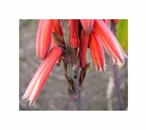 Stk - 5x Aloe acutissima var. Antanimorensis zierend Blüten Pflanzen - Samen ID1799 - Seeds & Plants Shop by Ipsa