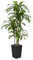 VeriNatural Drácena Artificial 180 cm - Planta Artificial Grande con Hojas Ajustables, Protección UV, Maceta Negra Cónica Plantas - Decorativas para Hogar, Oficina, Jardín e Interior Exterior, VN127